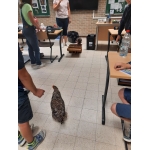 Dierendag Verhaal Sint Franciscus, dieren op bezoek