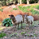 3de kleuter Zillebeke naar het bos